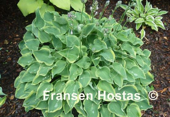 Hosta Veronica Lake